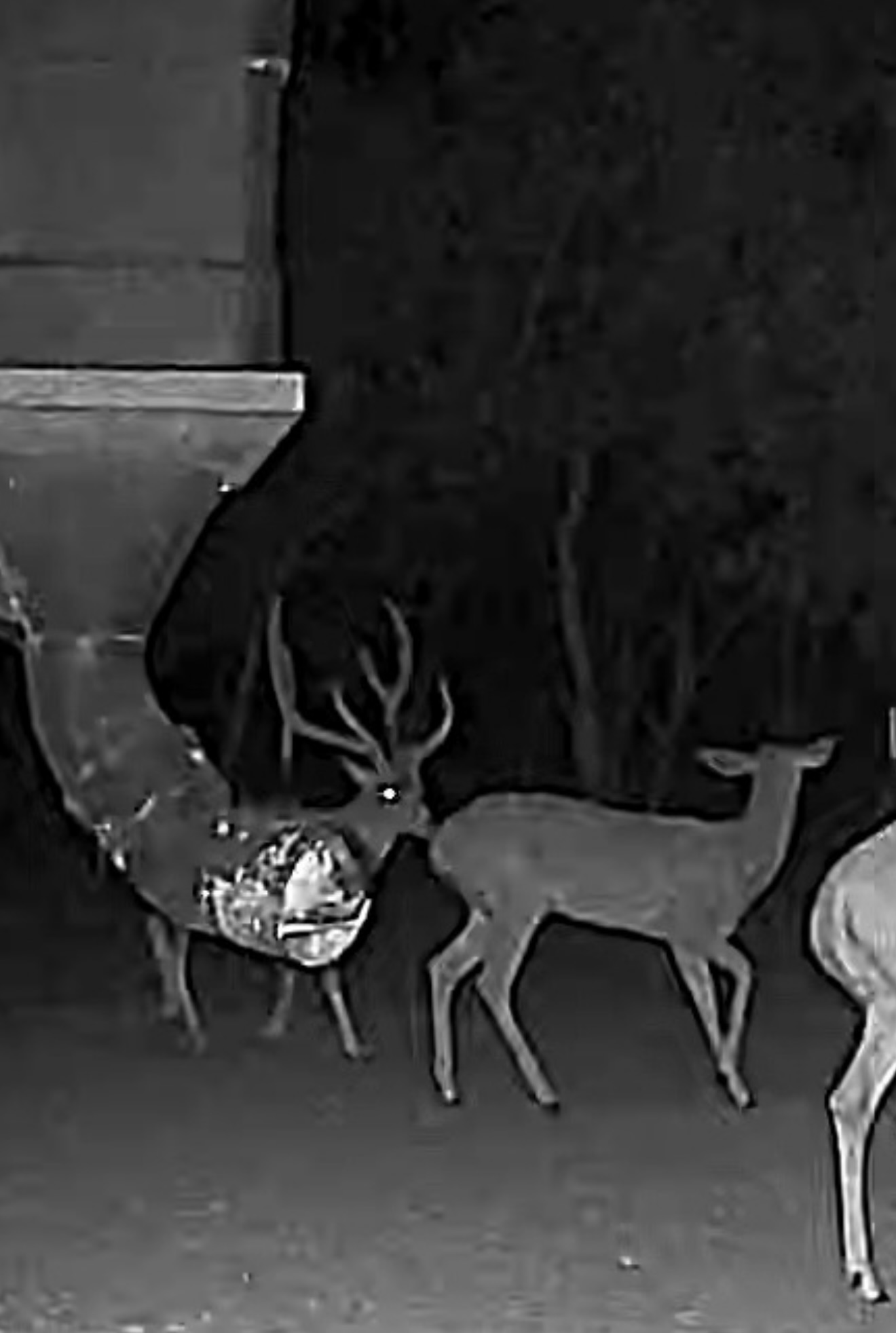 Hunting photo