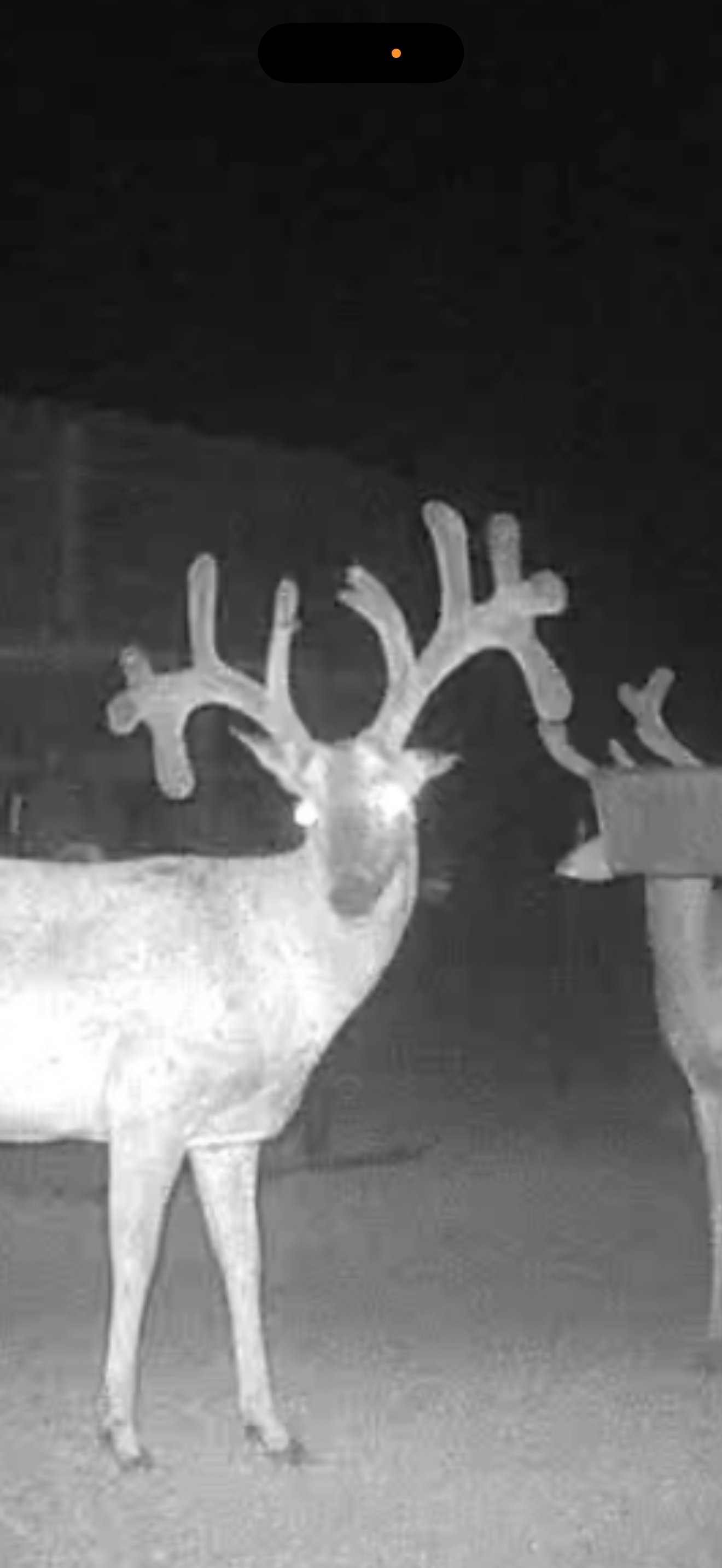 Hunting photo