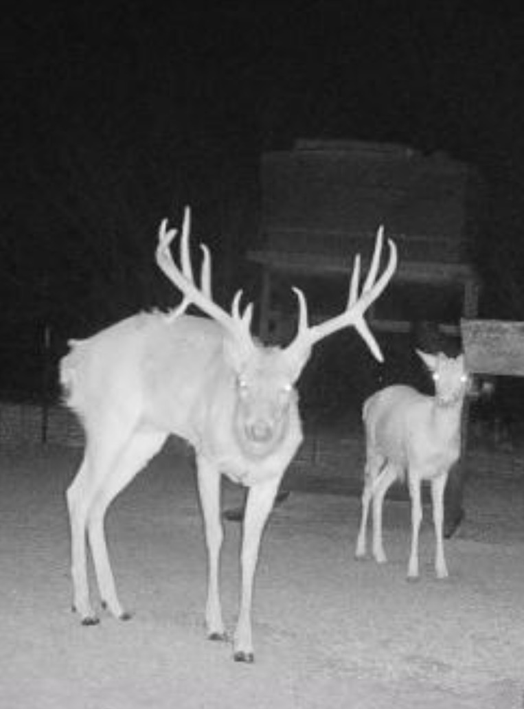 Hunting photo