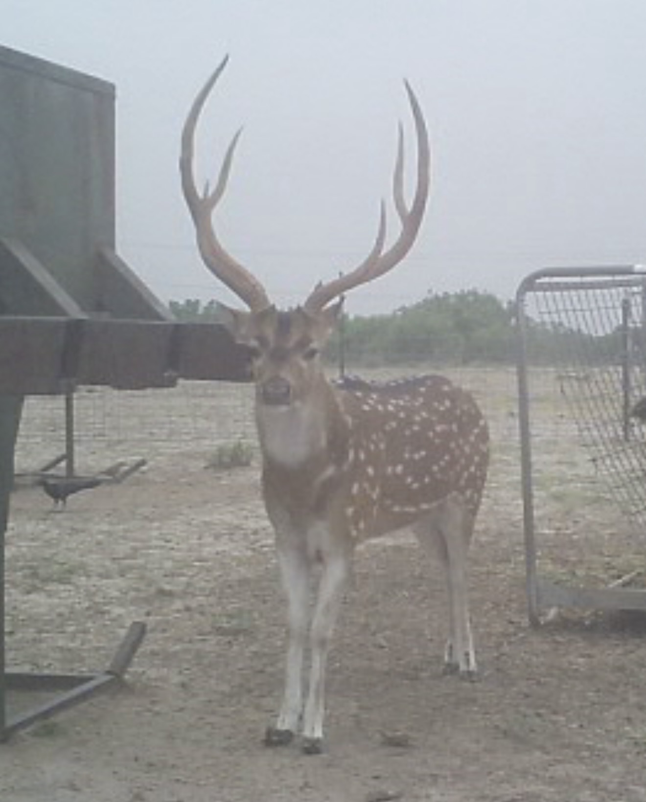 Hunting photo