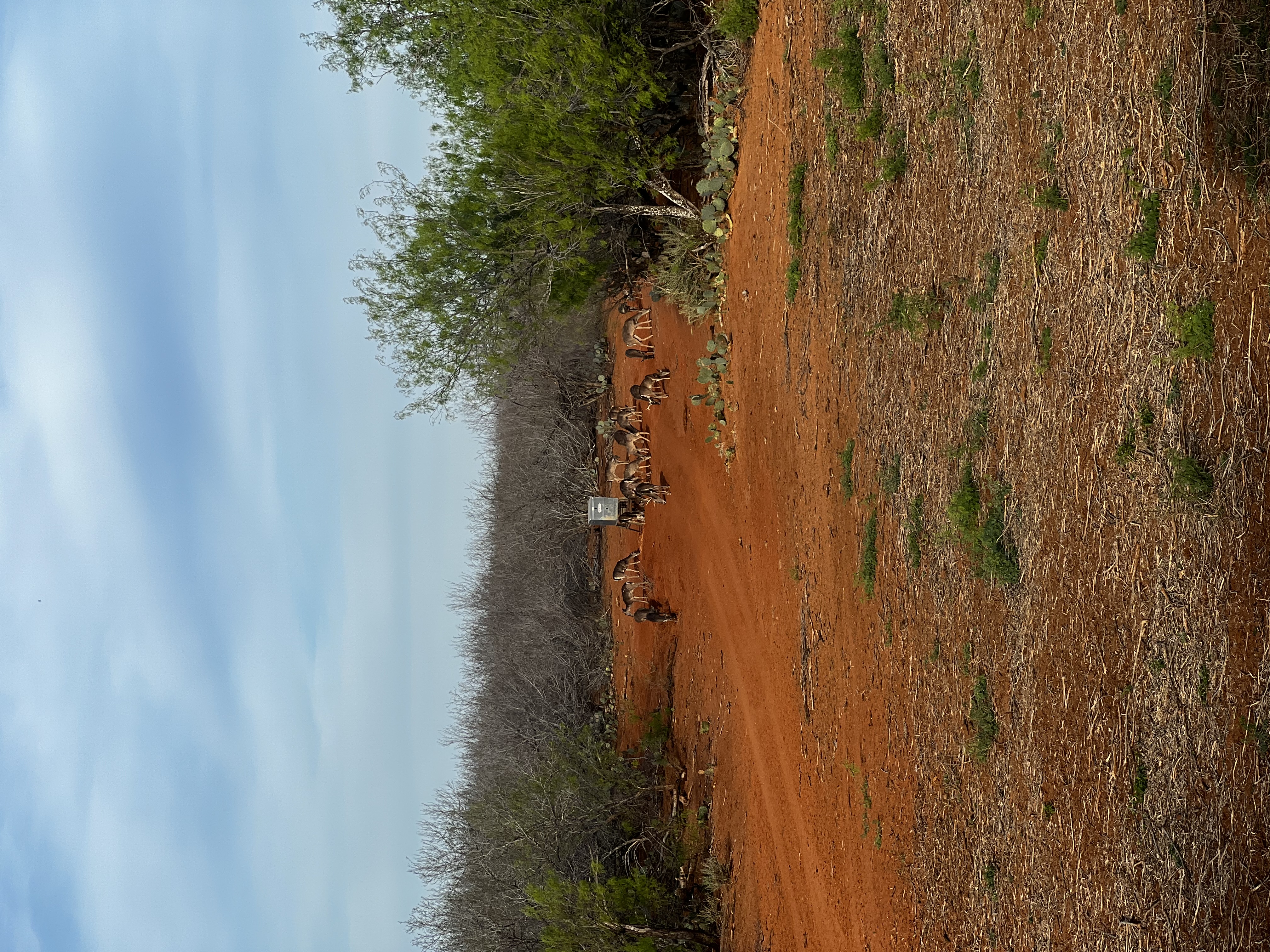 Live animal photo